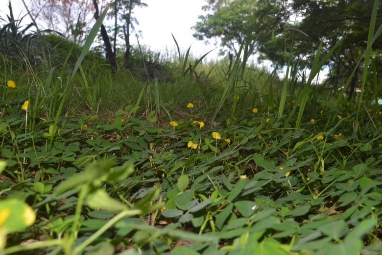 Free stock image of Tiny Plants created by Ryan Jhoe