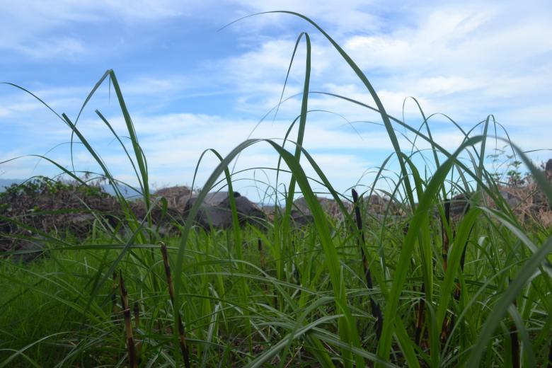 Free stock image of Grass in The Field created by Ryan Jhoe