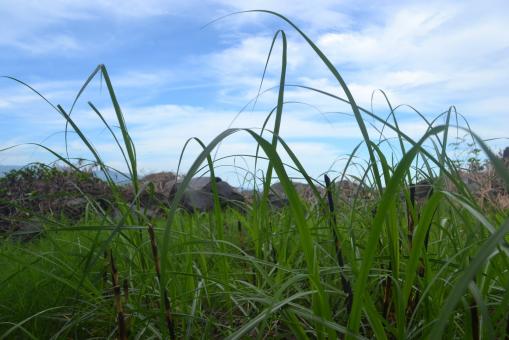 Free Stock Photo of Grass in The Field