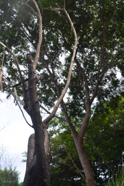 Free stock image of Branches and Trees created by Ryan Jhoe