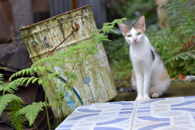 Free stock image of A Cat and A Bucket created by Ryan Jhoe