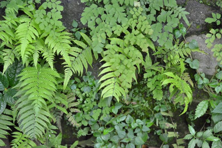 Free stock image of Plantation between rocks created by Ryan Jhoe