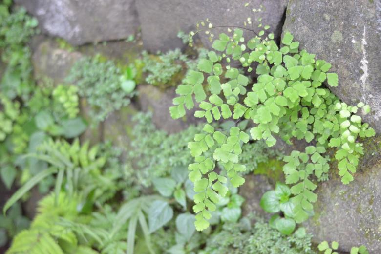 Free stock image of Plantation Between Rocks created by Ryan Jhoe
