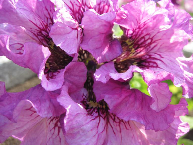 Free stock image of Beautiful pink flower created by Boris Kyurkchiev