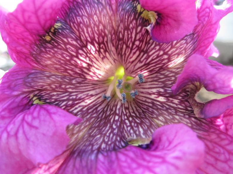Free stock image of Beautiful pink flower created by Boris Kyurkchiev