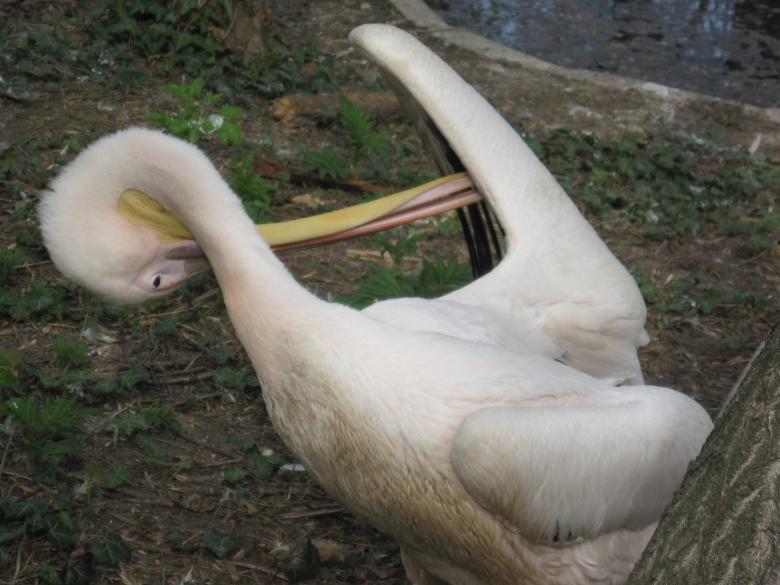 Free stock image of Funny pelican created by Boris Kyurkchiev