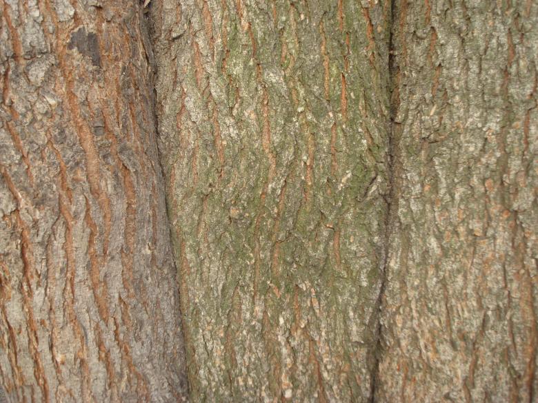 Free stock image of Wood texture created by Boris Kyurkchiev