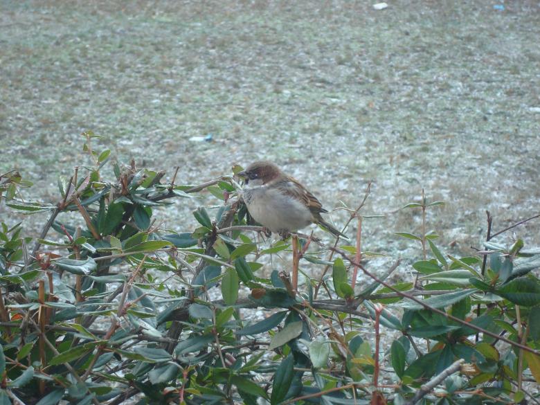 Free stock image of Urban sparrow created by Boris Kyurkchiev