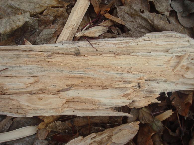 Free stock image of Dry wood created by Boris Kyurkchiev