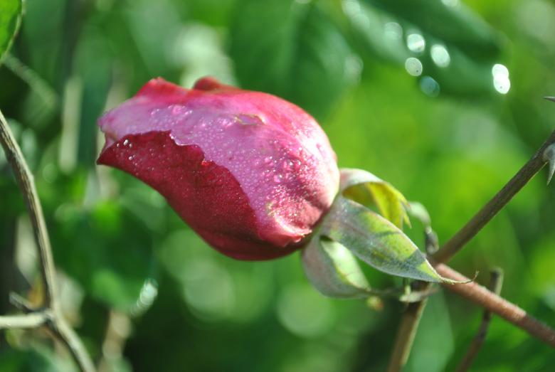 Free stock image of Rose bud created by ravi sharma