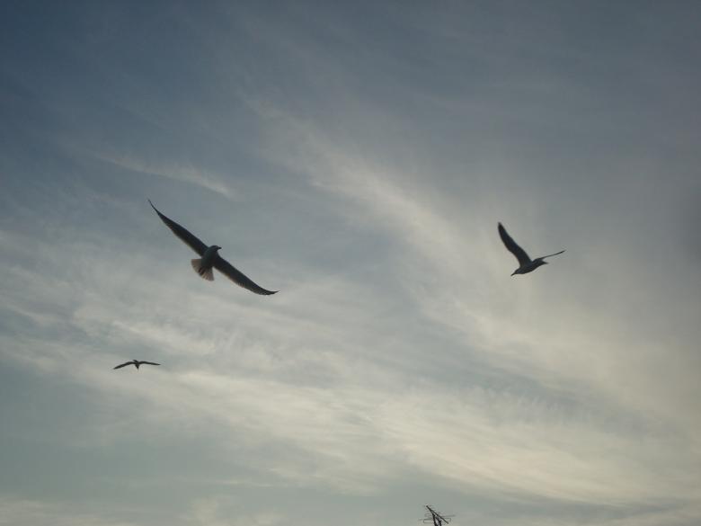Free stock image of Flying seagulls created by Boris Kyurkchiev