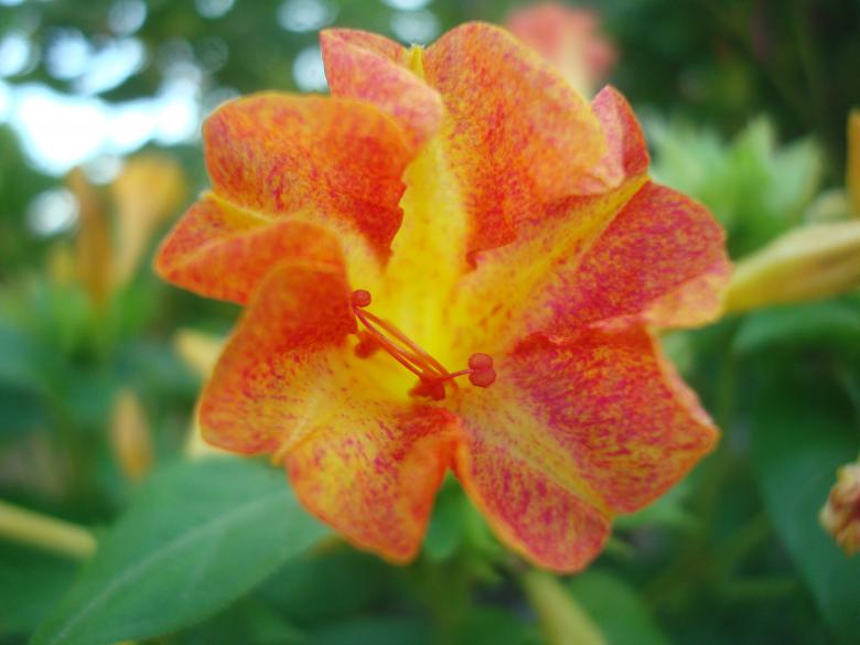 Free stock image of Beautiful flower created by Boris Kyurkchiev