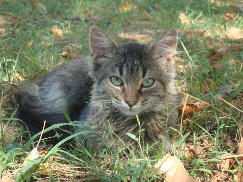 Free stock image of Urban cat created by Boris Kyurkchiev