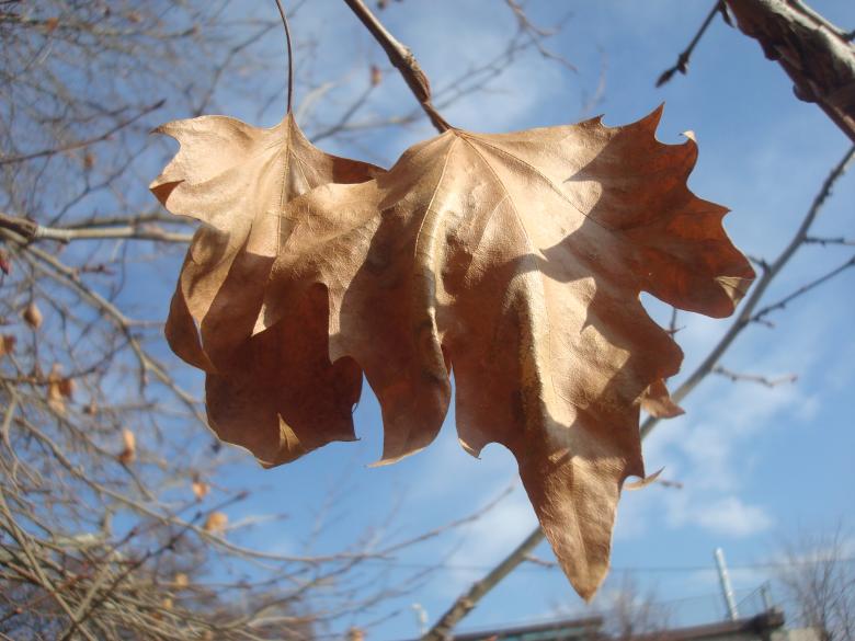 Free stock image of Autumn leafs created by Boris Kyurkchiev