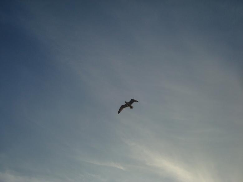 Free stock image of Flying seagull created by Boris Kyurkchiev