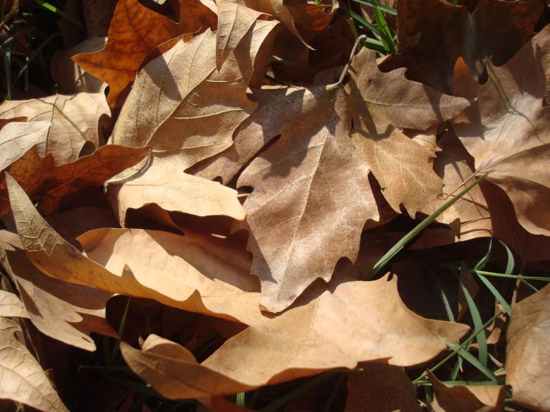 Free stock image of Brown Autumn Leafs created by Boris Kyurkchiev