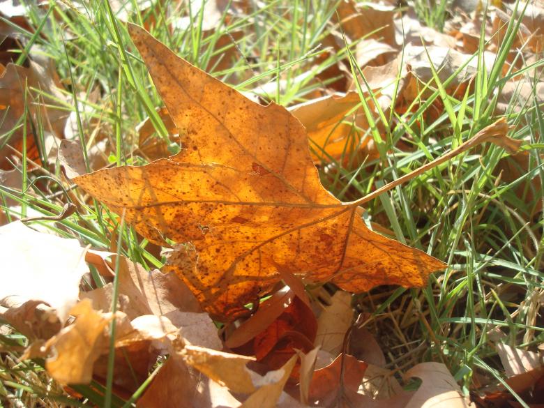 Free stock image of Autumn leafs created by Boris Kyurkchiev