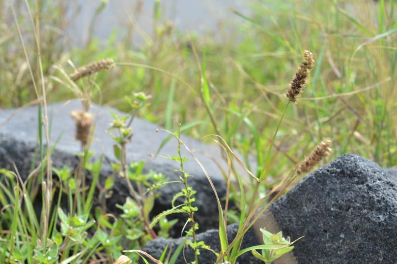 Free stock image of Rock and grass created by Ryan Jhoe