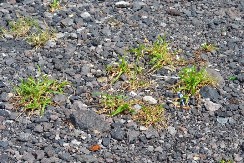 Free stock image of Tiny grass grow between gravel created by Ryan Jhoe