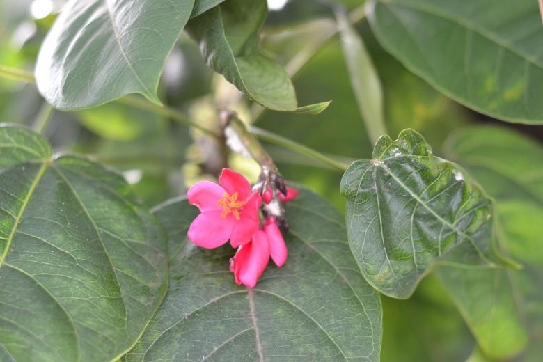 Free stock image of Tiny Pink Flower created by Ryan Jhoe