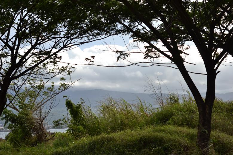 Free stock image of Windy Silhouette Tree created by Ryan Jhoe