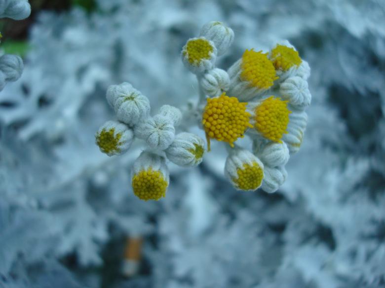 Free stock image of Strange grey plant created by Boris Kyurkchiev