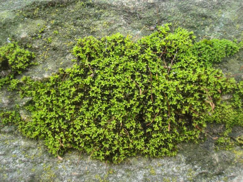 Free stock image of Stone moss created by Boris Kyurkchiev