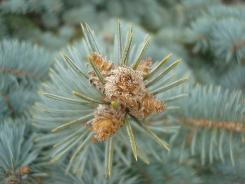 Free stock image of Fir cones close-up created by Boris Kyurkchiev