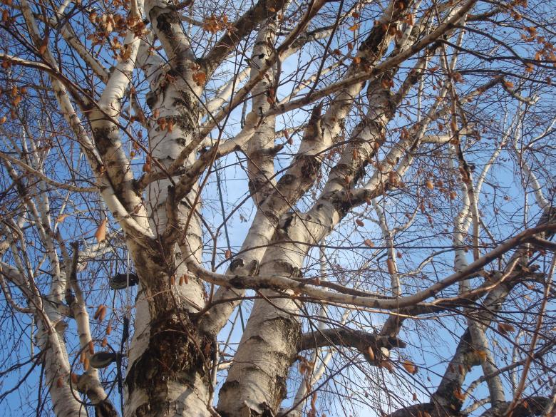 Free stock image of Autumn tree created by Boris Kyurkchiev