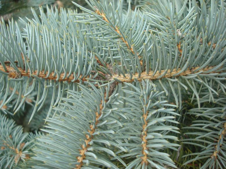 Free stock image of Fir branches created by Boris Kyurkchiev
