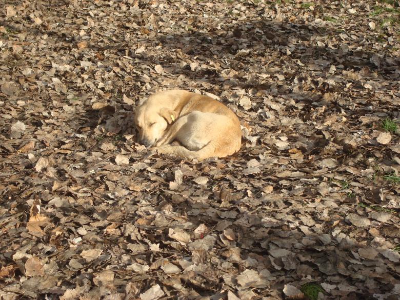 Free stock image of Sleeping street dog created by Boris Kyurkchiev