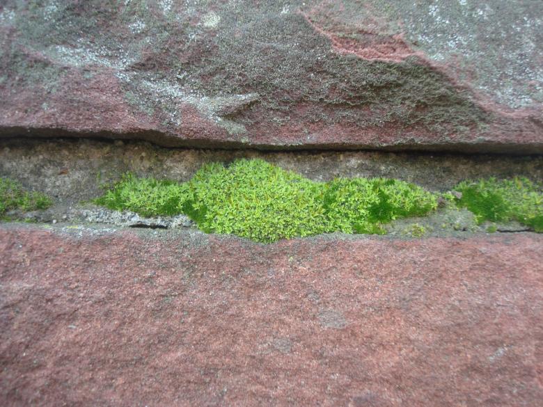 Free stock image of Moss on stone created by Boris Kyurkchiev