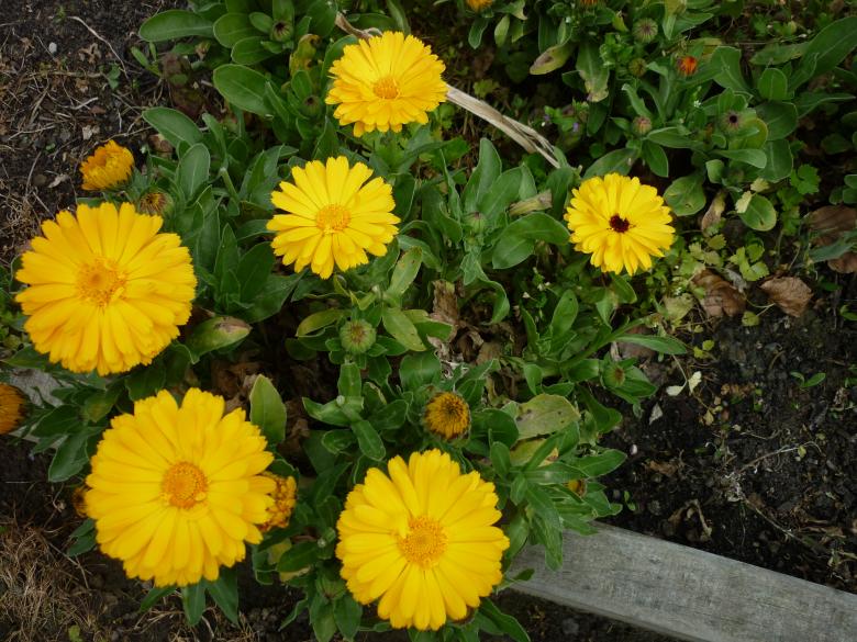 Free stock image of Yellow Flowers created by Jillian Haldeman