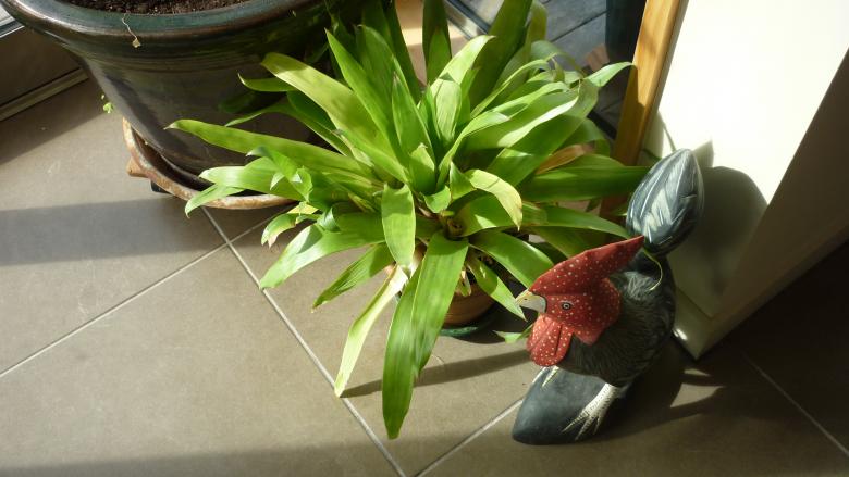 Free stock image of Plant and sculpture created by Jillian Haldeman