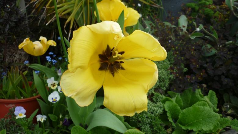 Free stock image of Yellow Flower created by Jillian Haldeman