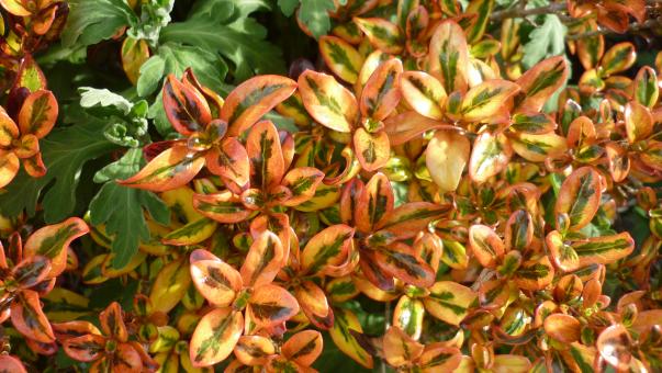 Flowers At Doctors Point - Free Stock Photo