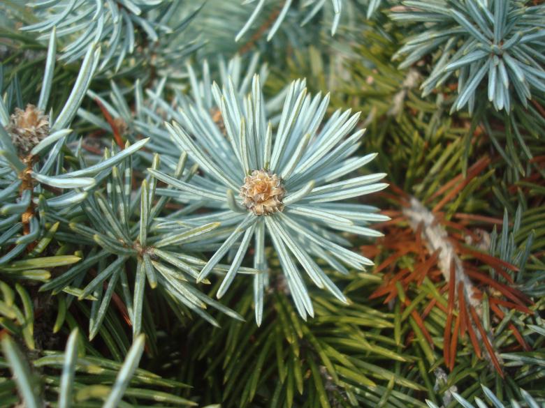 Free stock image of Fir cones close-up created by Boris Kyurkchiev