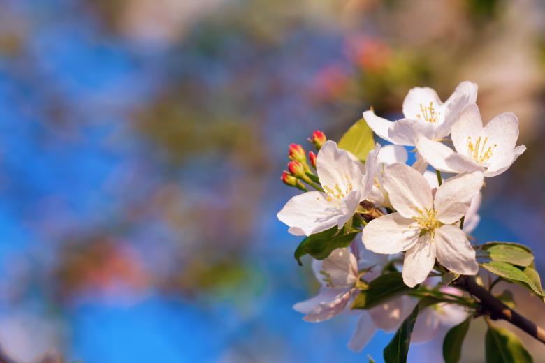 Free stock image of White flowers created by 2happy