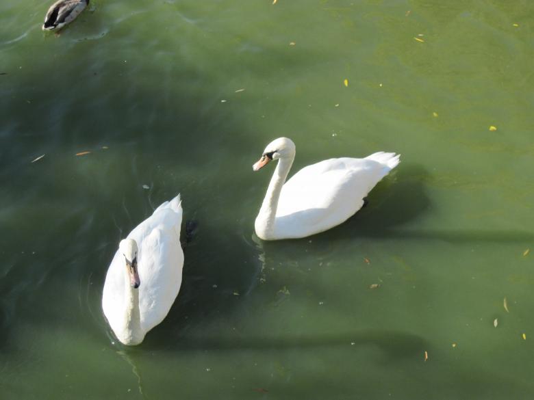 Free stock image of Swans in a lake created by Boris Kyurkchiev