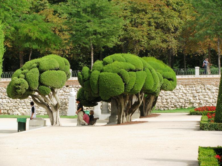 Free stock image of Beautifully shaped cypress trees created by Yuliy Ganev