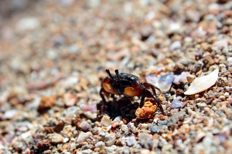 Free stock image of Crab created by Joses Tirtabudi