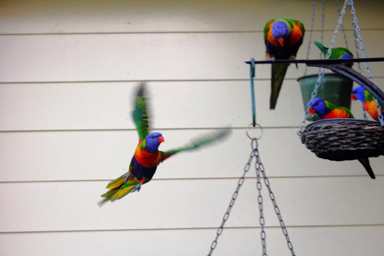 Free stock image of Lorikeet created by Joses Tirtabudi