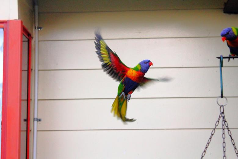 Free stock image of Lorikeet created by Joses Tirtabudi