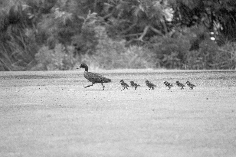 Free stock image of Ducks walking created by Joses Tirtabudi