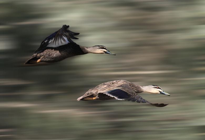Free stock image of Flying ducks created by Joses Tirtabudi