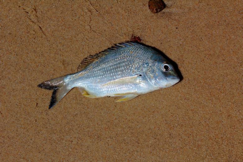 Free stock image of Dead Fish on Beach created by Joses Tirtabudi