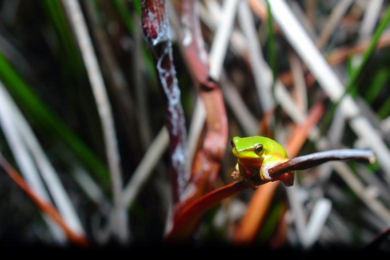 Free stock image of Tree frog created by Joses Tirtabudi