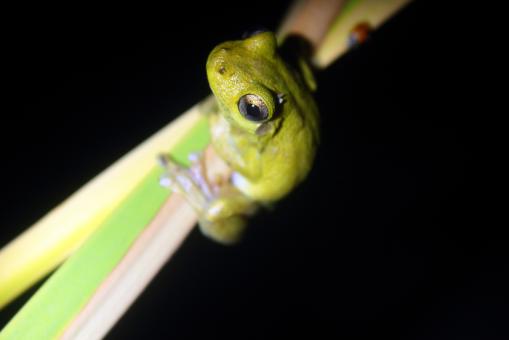 Tree frog
