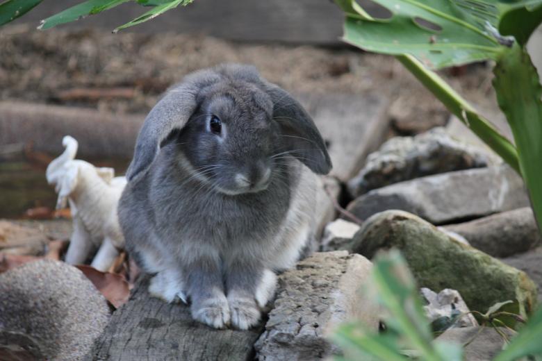 Free stock image of Rabbit created by Joses Tirtabudi