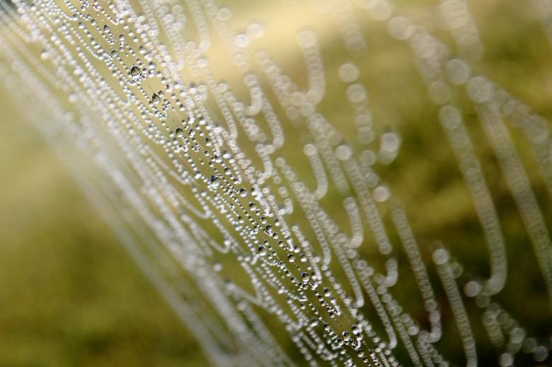 Free stock image of Spider web in Morning created by Joses Tirtabudi